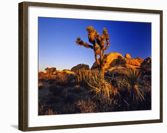 Jumbo Rocks at Joshua Tree National Park in California, USA-Chuck Haney-Framed Photographic Print