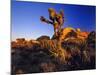Jumbo Rocks at Joshua Tree National Park in California, USA-Chuck Haney-Mounted Photographic Print