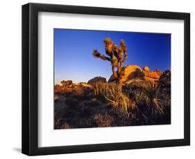 Jumbo Rocks at Joshua Tree National Park in California, USA-Chuck Haney-Framed Photographic Print