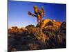 Jumbo Rocks at Joshua Tree National Park in California, USA-Chuck Haney-Mounted Premium Photographic Print