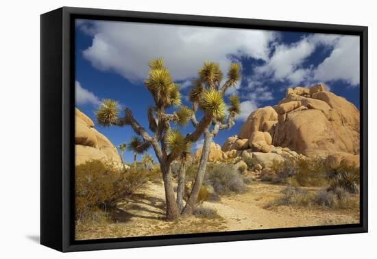 Jumbo Rocks, Joshua Tree National Park, California, USA-Charles Gurche-Framed Stretched Canvas