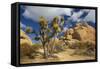 Jumbo Rocks, Joshua Tree National Park, California, USA-Charles Gurche-Framed Stretched Canvas