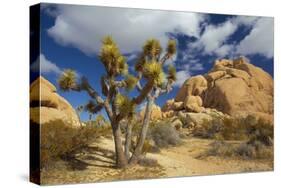 Jumbo Rocks, Joshua Tree National Park, California, USA-Charles Gurche-Stretched Canvas