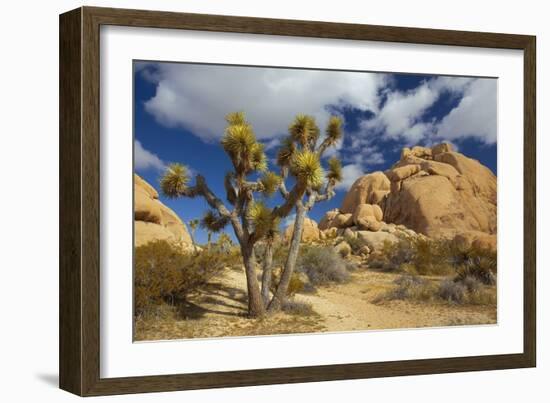 Jumbo Rocks, Joshua Tree National Park, California, USA-Charles Gurche-Framed Photographic Print