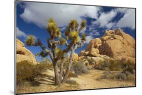 Jumbo Rocks, Joshua Tree National Park, California, USA-Charles Gurche-Mounted Photographic Print