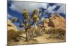 Jumbo Rocks, Joshua Tree National Park, California, USA-Charles Gurche-Mounted Photographic Print