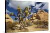 Jumbo Rocks, Joshua Tree National Park, California, USA-Charles Gurche-Stretched Canvas