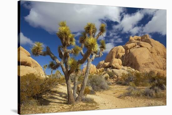 Jumbo Rocks, Joshua Tree National Park, California, USA-Charles Gurche-Stretched Canvas