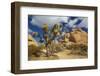 Jumbo Rocks, Joshua Tree National Park, California, USA-Charles Gurche-Framed Premium Photographic Print