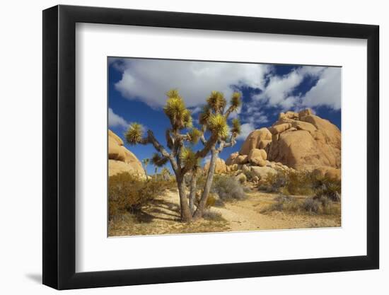 Jumbo Rocks, Joshua Tree National Park, California, USA-Charles Gurche-Framed Premium Photographic Print