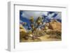 Jumbo Rocks, Joshua Tree National Park, California, USA-Charles Gurche-Framed Premium Photographic Print