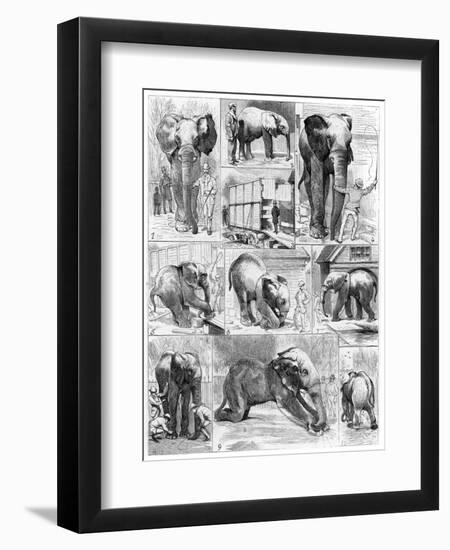 Jumbo the African Elephant, 1882-null-Framed Premium Giclee Print