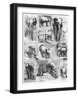 Jumbo the African Elephant, 1882-null-Framed Giclee Print