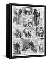 Jumbo the African Elephant, 1882-null-Framed Stretched Canvas