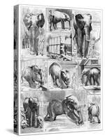 Jumbo the African Elephant, 1882-null-Stretched Canvas