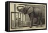 Jumbo, the Big African Elephant at the Zoological Gardens, Recently Purchased by Mr Barnum-null-Framed Stretched Canvas