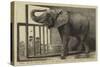 Jumbo, the Big African Elephant at the Zoological Gardens, Recently Purchased by Mr Barnum-null-Stretched Canvas