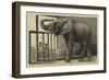 Jumbo, the Big African Elephant at the Zoological Gardens, Recently Purchased by Mr Barnum-null-Framed Giclee Print