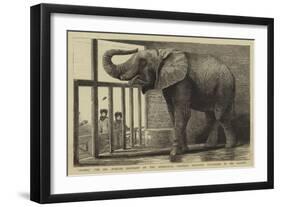 Jumbo, the Big African Elephant at the Zoological Gardens, Recently Purchased by Mr Barnum-null-Framed Giclee Print