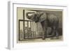 Jumbo, the Big African Elephant at the Zoological Gardens, Recently Purchased by Mr Barnum-null-Framed Giclee Print