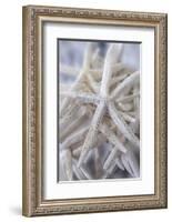 Jumbo White Spider Star, USA-Lisa Engelbrecht-Framed Photographic Print