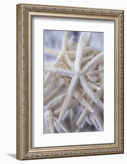 Jumbo White Spider Star, USA-Lisa Engelbrecht-Framed Photographic Print