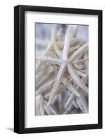 Jumbo White Spider Star, USA-Lisa Engelbrecht-Framed Photographic Print