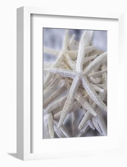 Jumbo White Spider Star, USA-Lisa Engelbrecht-Framed Photographic Print