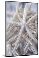 Jumbo White Spider Star, USA-Lisa Engelbrecht-Mounted Photographic Print