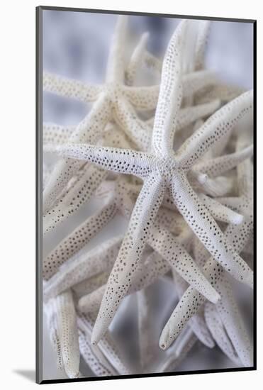 Jumbo White Spider Star, USA-Lisa Engelbrecht-Mounted Photographic Print