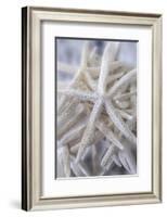 Jumbo White Spider Star, USA-Lisa Engelbrecht-Framed Photographic Print