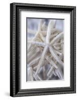 Jumbo White Spider Star, USA-Lisa Engelbrecht-Framed Photographic Print