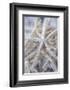 Jumbo White Spider Star, USA-Lisa Engelbrecht-Framed Photographic Print