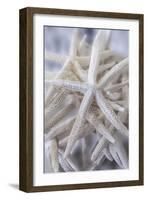 Jumbo White Spider Star, USA-Lisa Engelbrecht-Framed Photographic Print