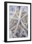 Jumbo White Spider Star, USA-Lisa Engelbrecht-Framed Photographic Print