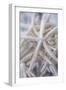 Jumbo White Spider Star, USA-Lisa Engelbrecht-Framed Photographic Print