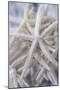 Jumbo White Spider Star, USA-Lisa Engelbrecht-Mounted Photographic Print