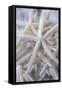 Jumbo White Spider Star, USA-Lisa Engelbrecht-Framed Stretched Canvas