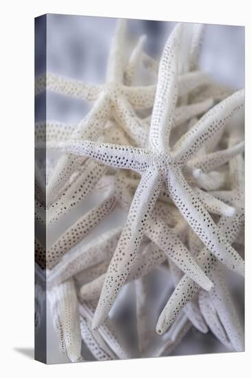 Jumbo White Spider Star, USA-Lisa Engelbrecht-Stretched Canvas