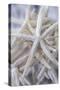 Jumbo White Spider Star, USA-Lisa Engelbrecht-Stretched Canvas