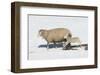 Jump for Joy-Orah Moore-Framed Art Print