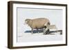 Jump for Joy-Orah Moore-Framed Art Print