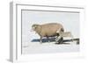 Jump for Joy-Orah Moore-Framed Art Print