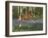 Jump for Joy-Bob Langrish-Framed Photographic Print