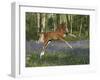 Jump for Joy-Bob Langrish-Framed Photographic Print