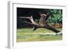 Jump-Colin Bootman-Framed Giclee Print