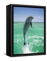 Jumping Bottlenose Dolphin-Stuart Westmorland-Framed Stretched Canvas