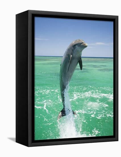 Jumping Bottlenose Dolphin-Stuart Westmorland-Framed Stretched Canvas