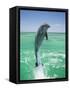 Jumping Bottlenose Dolphin-Stuart Westmorland-Framed Stretched Canvas