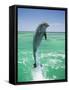 Jumping Bottlenose Dolphin-Stuart Westmorland-Framed Stretched Canvas